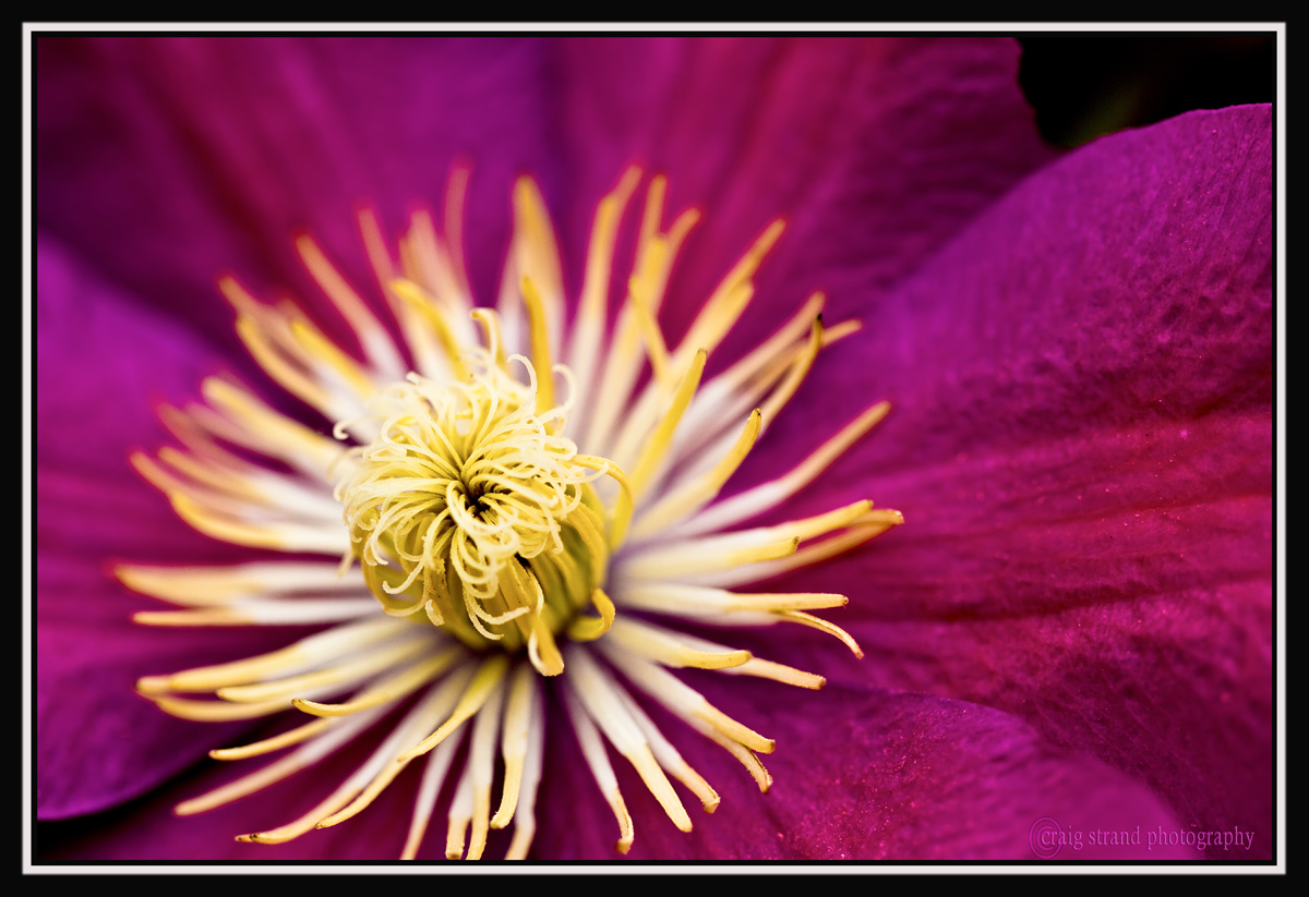 Clematis