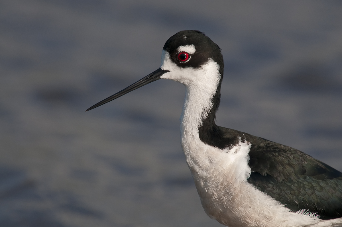 Black-necked Stilt 