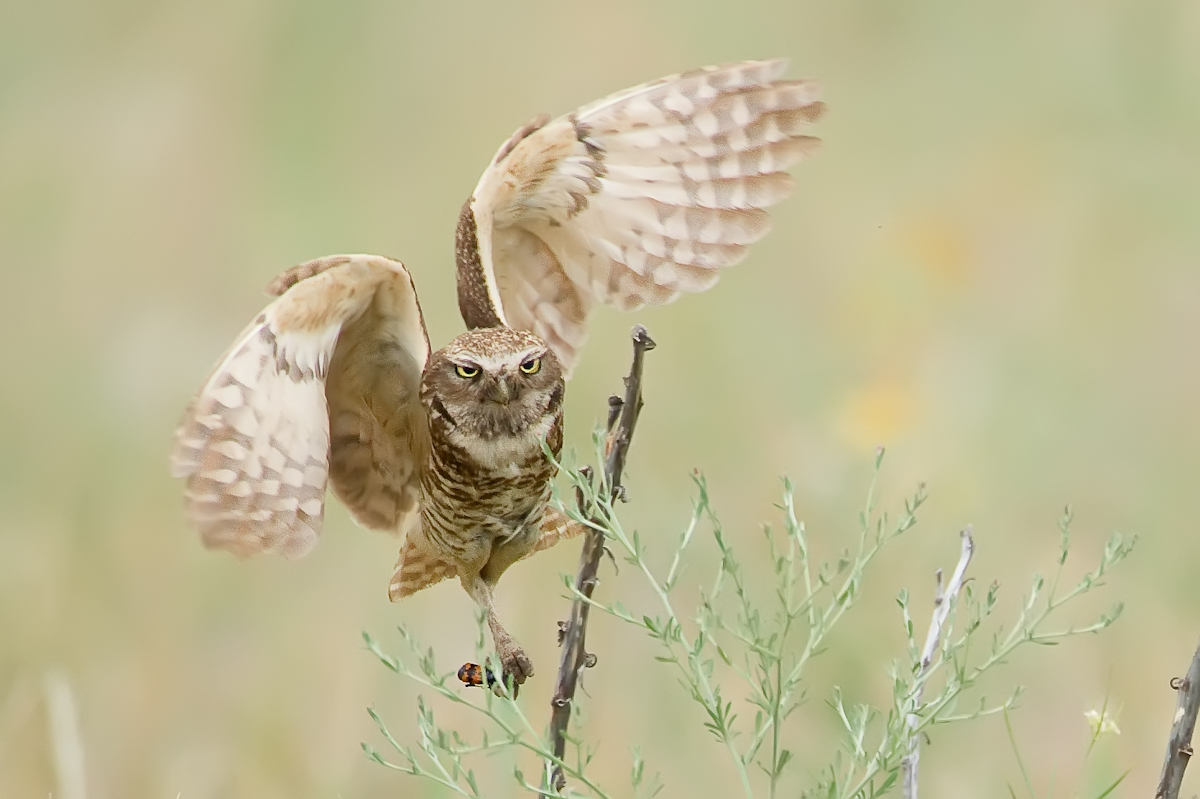 Burrowing Owl Landing
