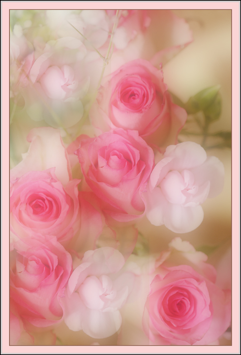 Roses