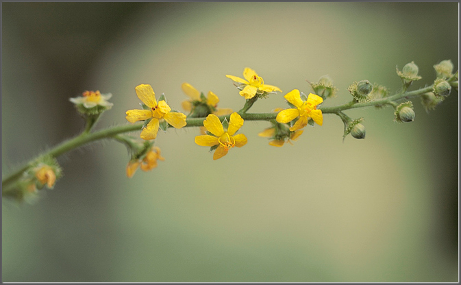 Agrimony