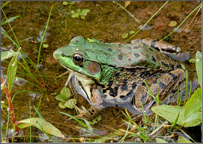Green frog