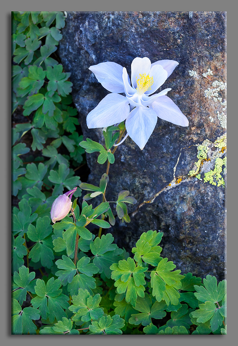 Colorado Columbine