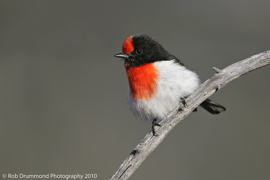 Red-capped Robin