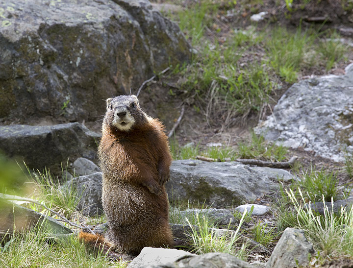 Marmot V