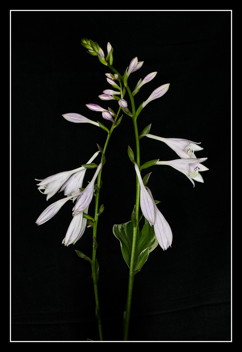 Verigated Hosta