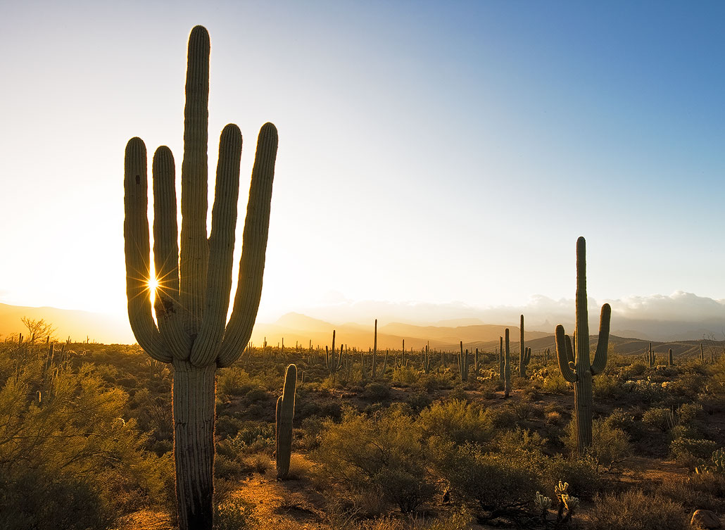 Cactus star