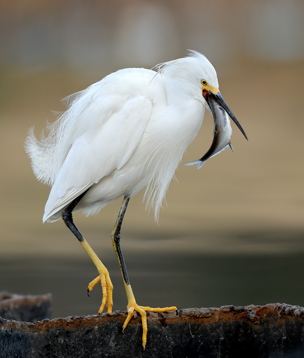 Snowy Egret