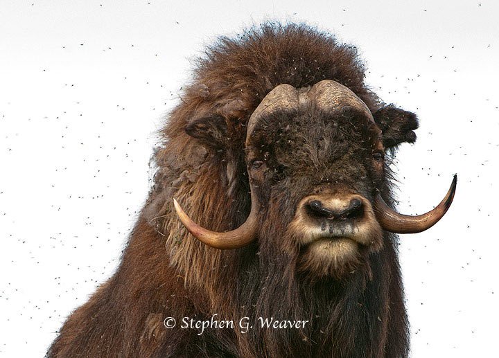 Bull Musk Ox