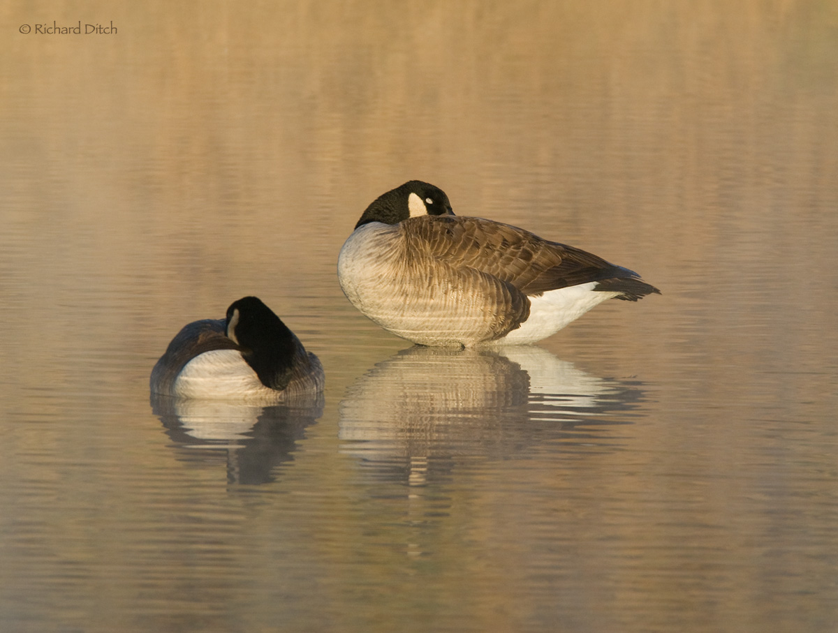 Canada Goose