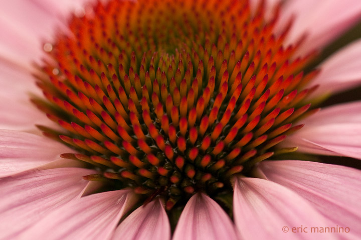 Echinacea
