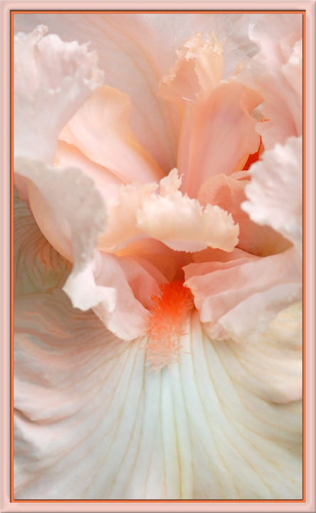 Pink Iris