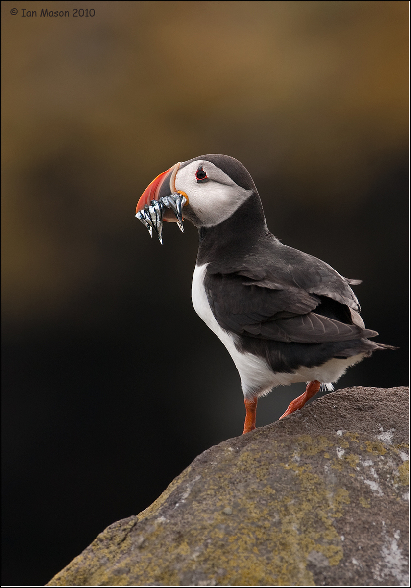 Puffin with Sand Eels