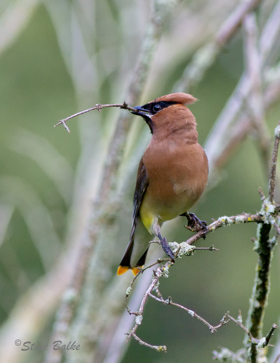 Cedar Waxwing