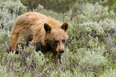 Cinnamon Black Bear ll