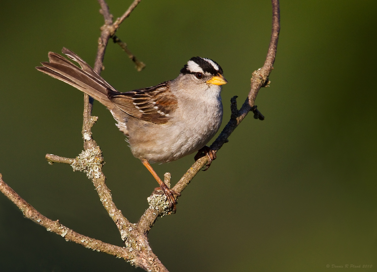 White Crowned Sparrow