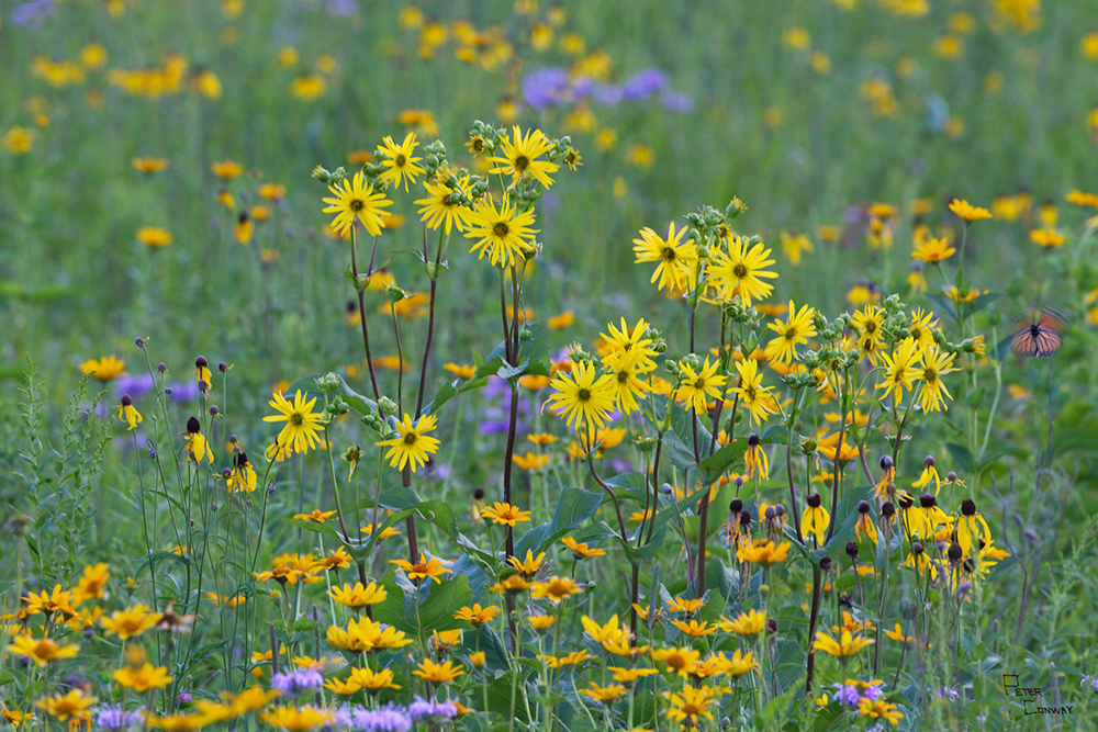 Prairie Flowers Final