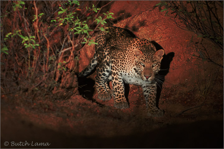 Leopard at night