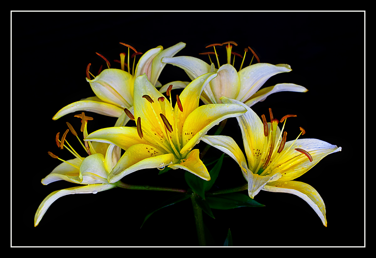 Yellow Lilies