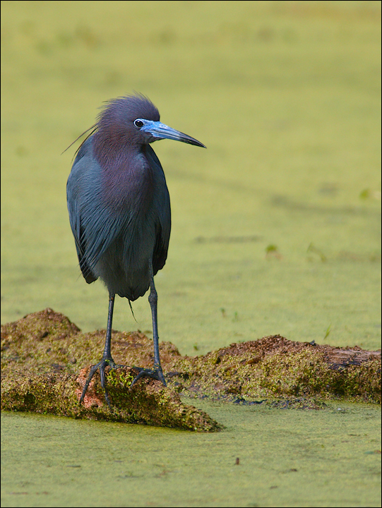 LBH Breeding Plumage