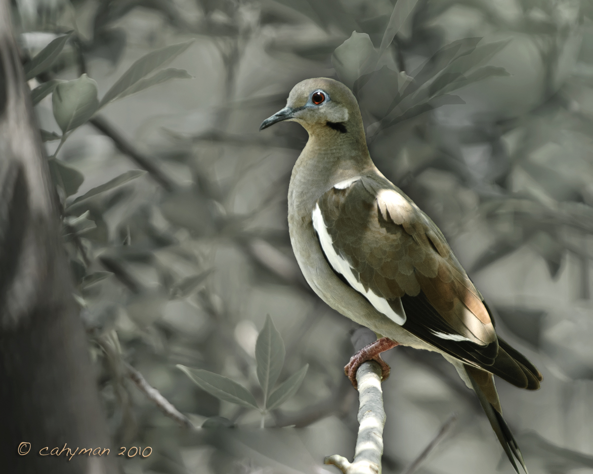 A White-winged Dove VARIATION