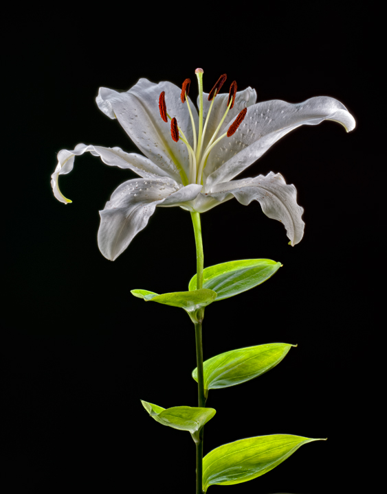 Lily