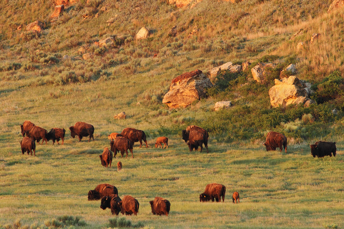 WC - 442 Kansas Buffalo