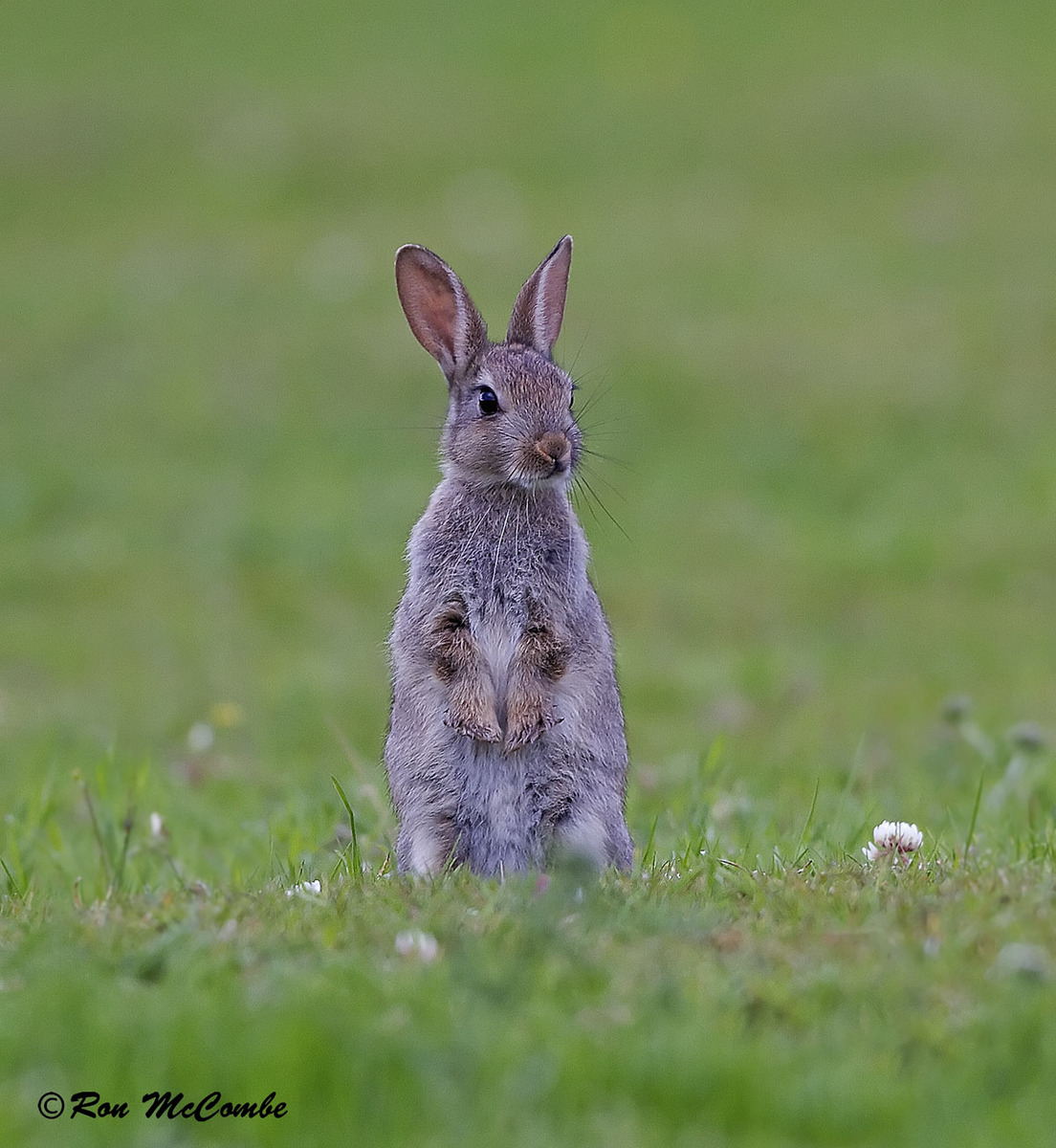 Young Rabbit