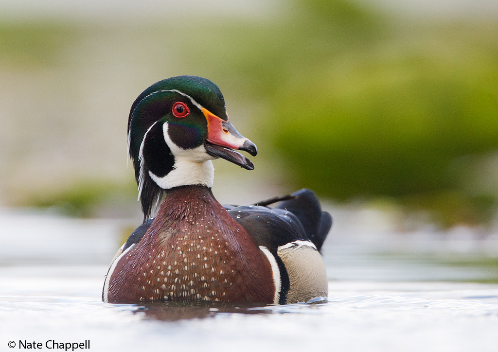 Wood Duck Drake
