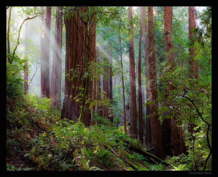 Muir Woods