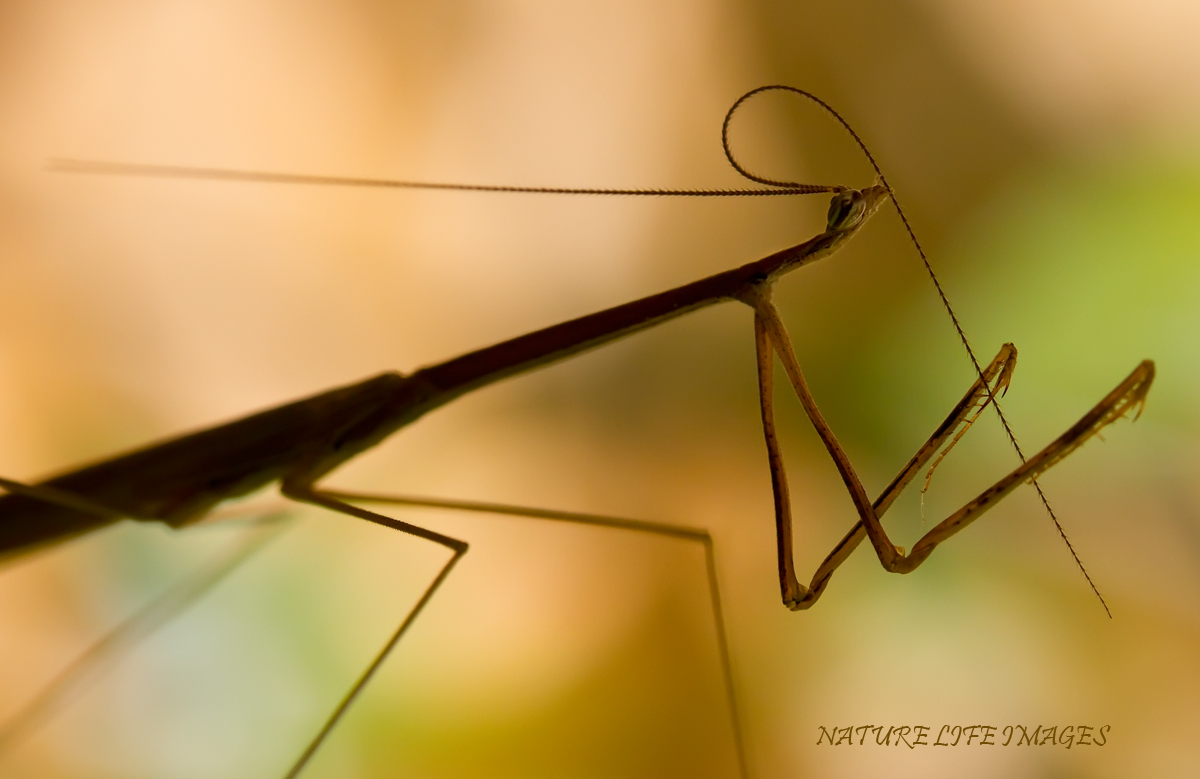 Mantis Magic