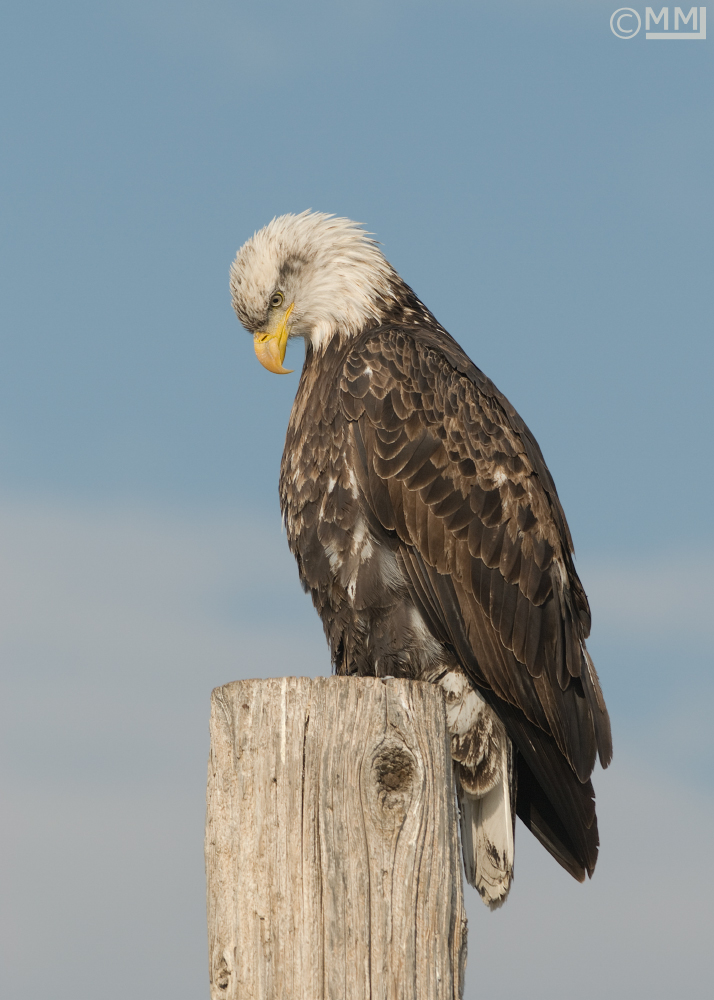 WC442 Our National Bird
