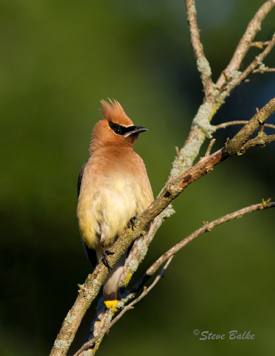 Cedar Waxwing