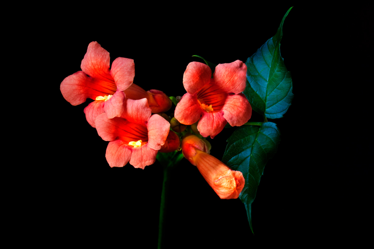 Trumpet Vine V