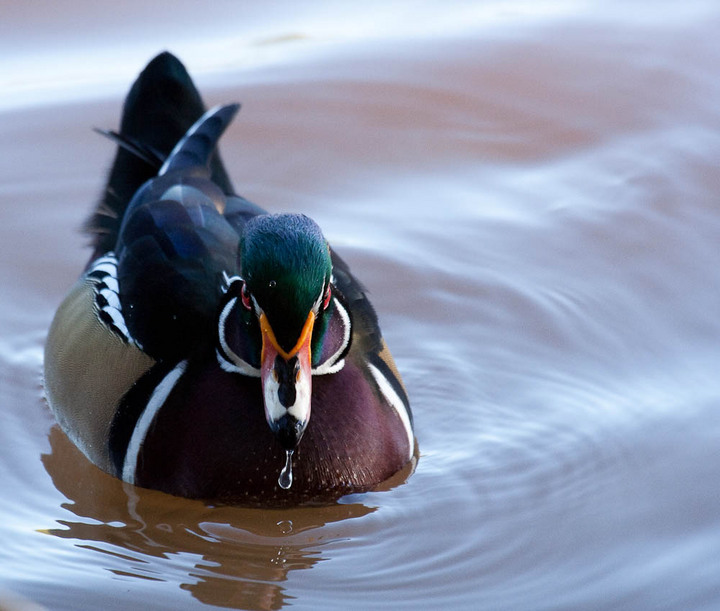 Wood Duck with ATTITUDE 
