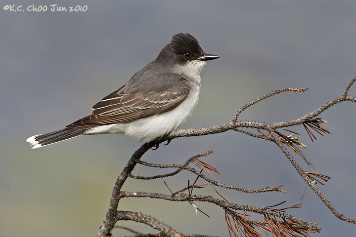 Eastern Kingbird