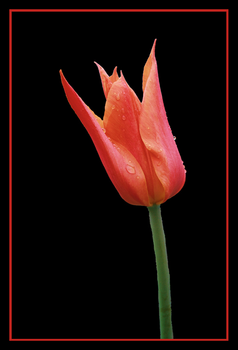 Tulip with Raindrops