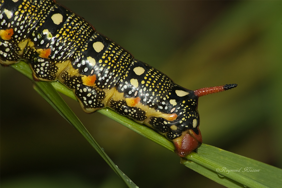 Hawk-moth Caterpillar