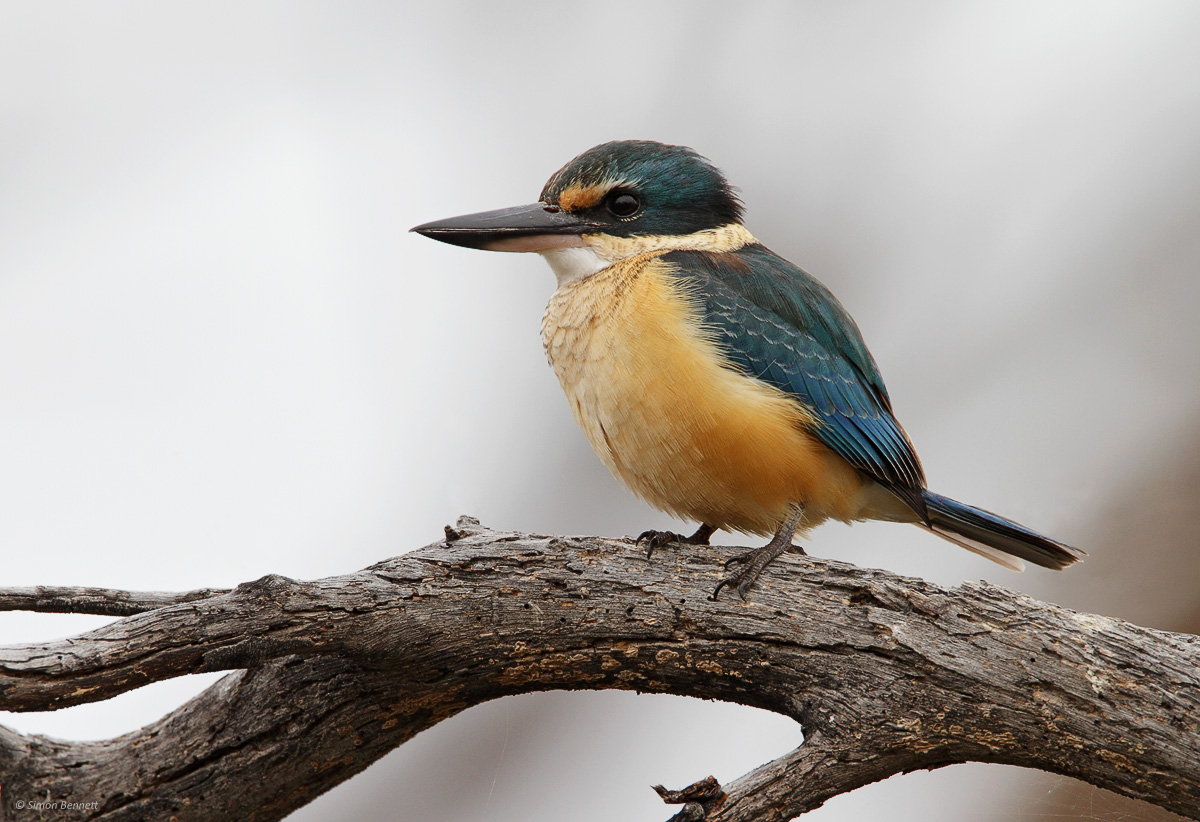 Sacred Kingfisher