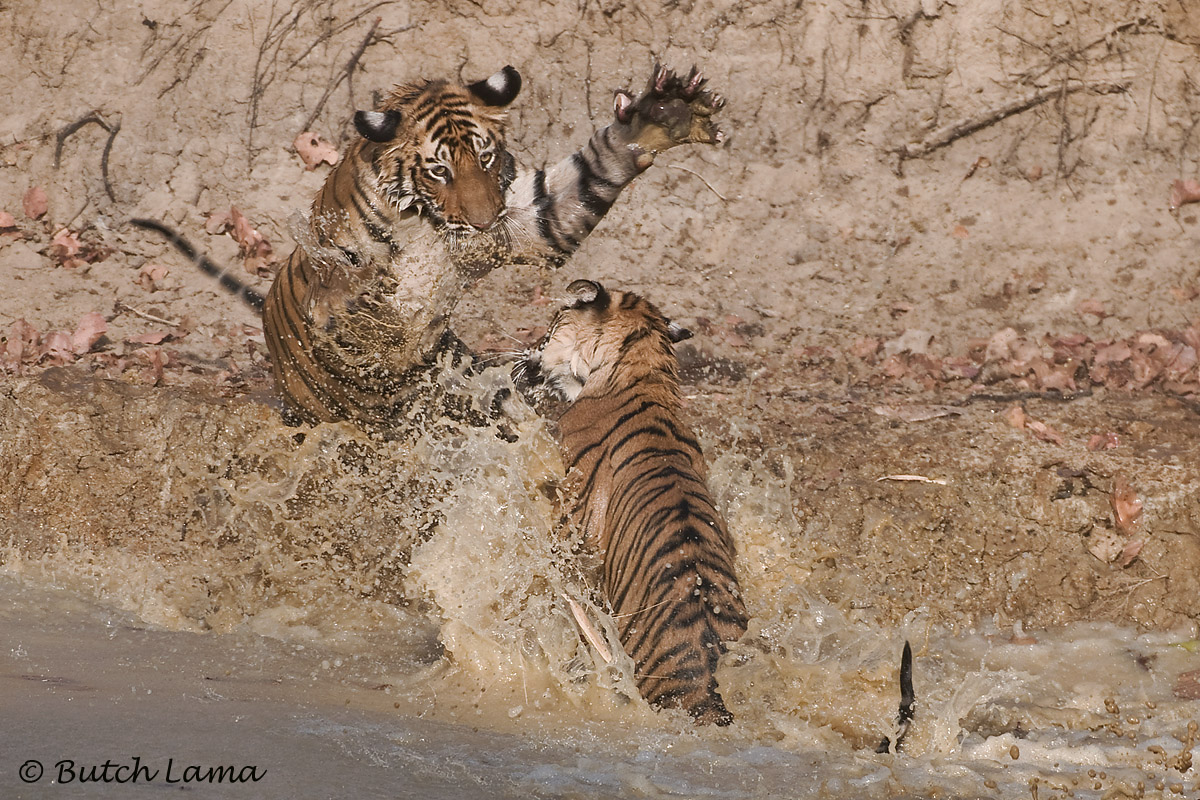 Play Fighting
