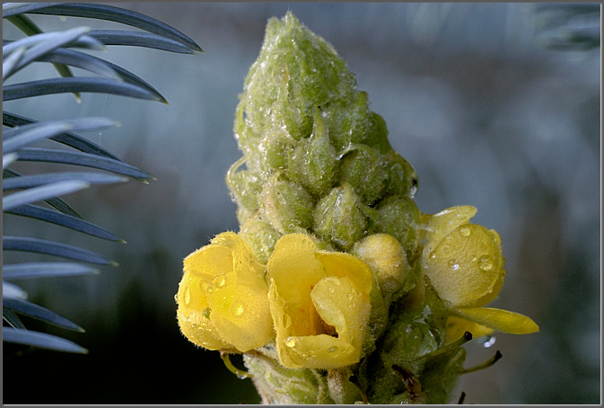 Verbascum thapsus