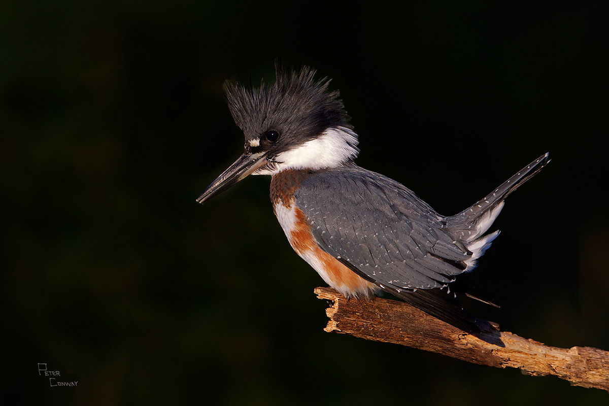 First Light Kingfisher