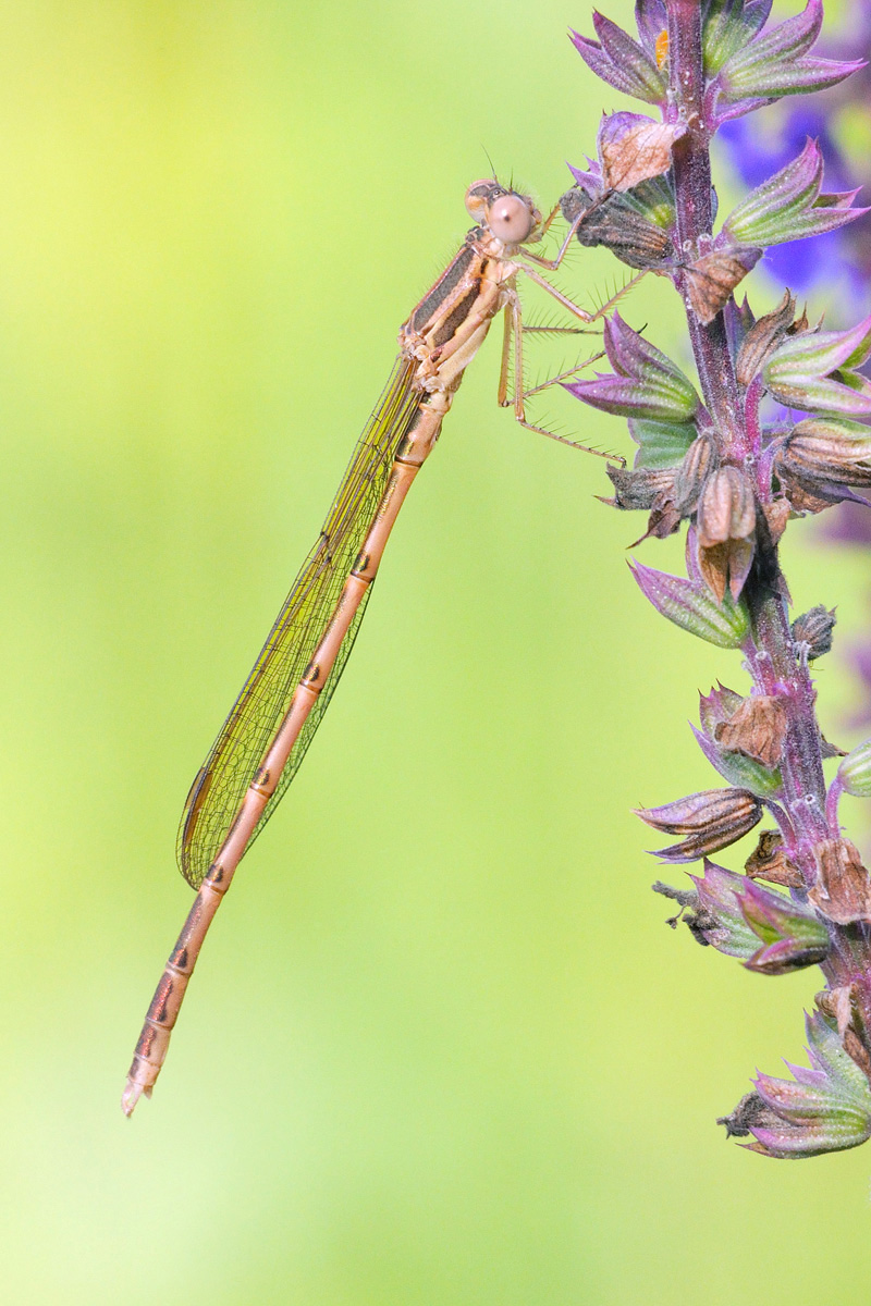 Damselfly (II)