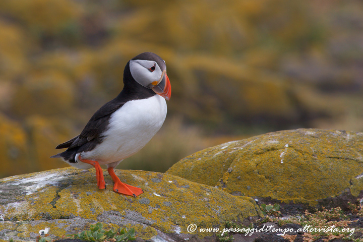 Puffin 