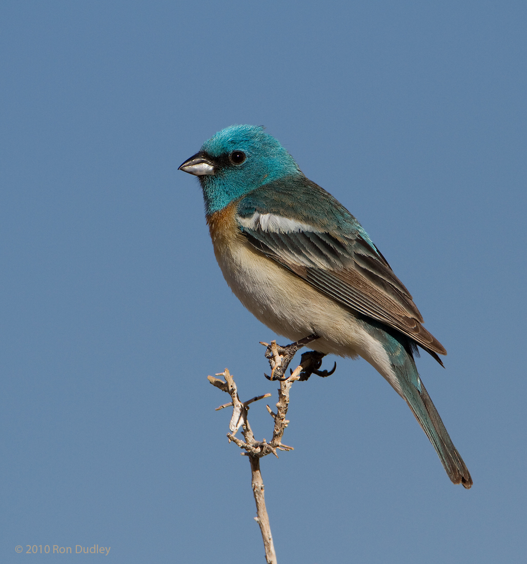 Lazuli Bunting