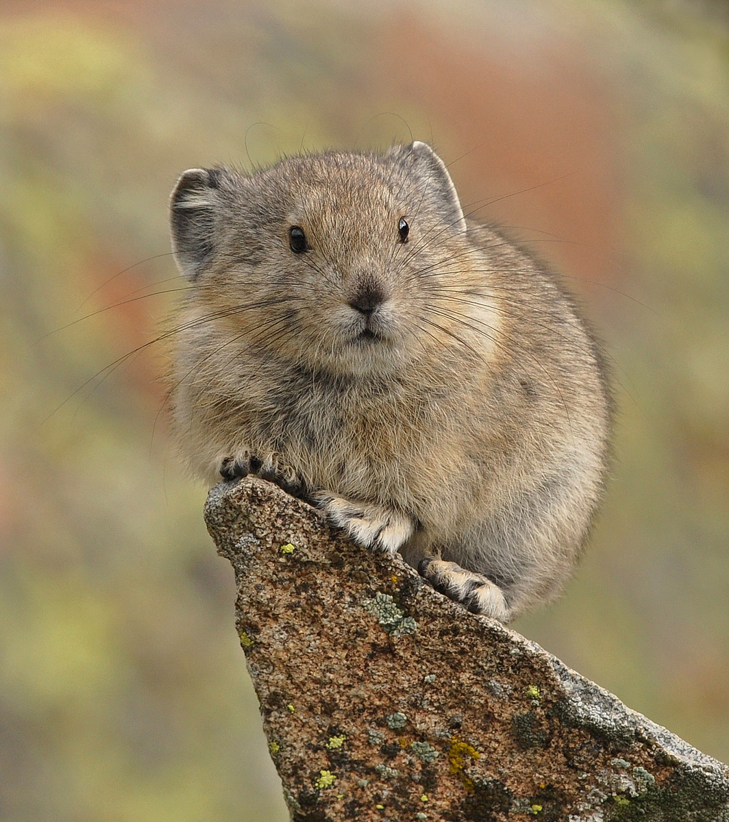 Yankee Boy Pika