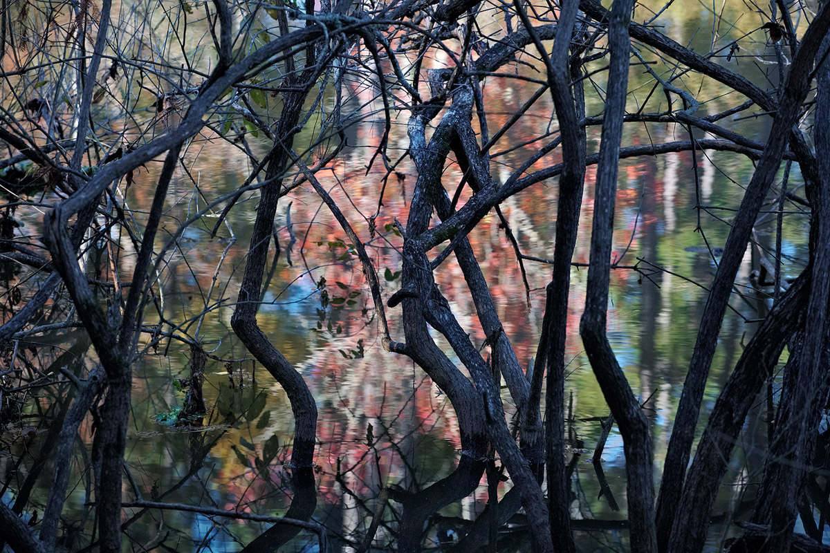 Beauty beyond the Chaos