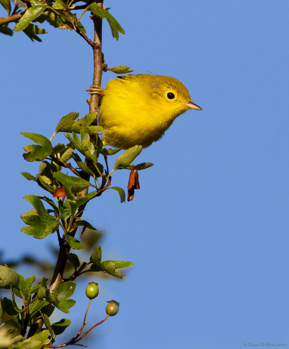 Yellow Warbler
