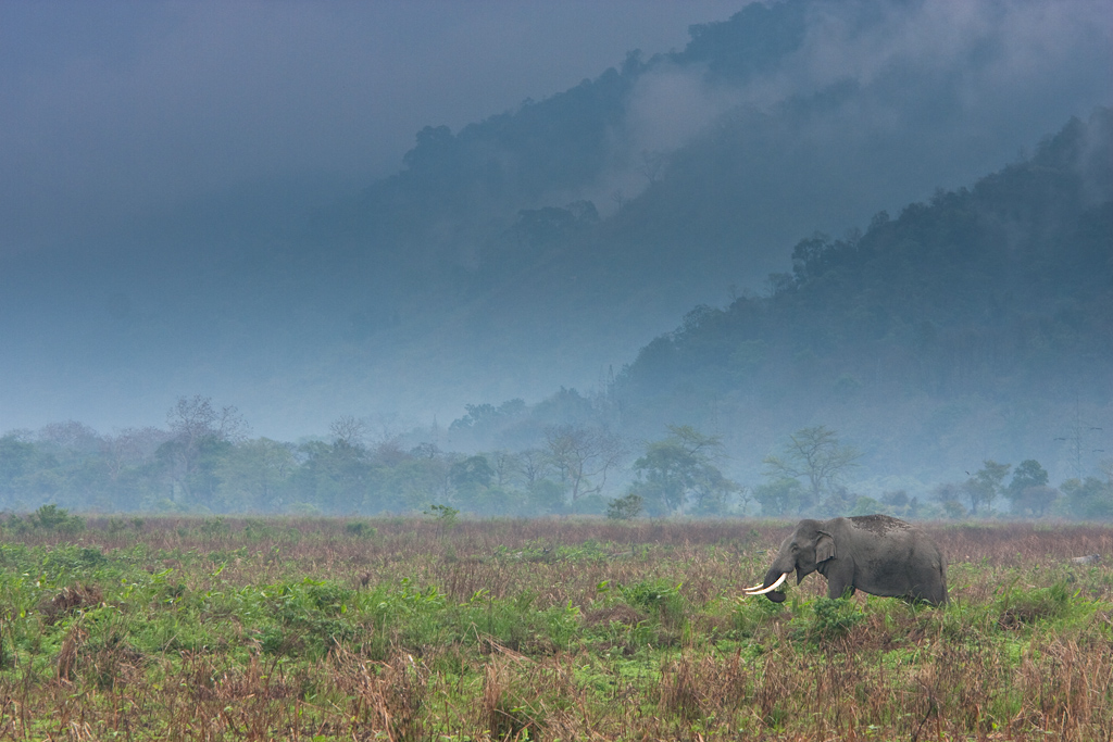 Elephantscape
