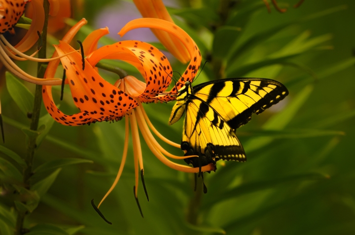 The Feeding